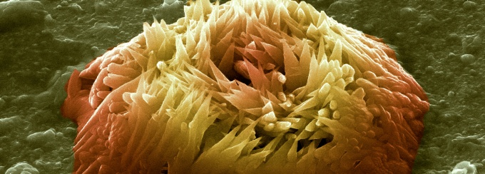 Microscopy. 